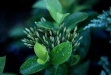 九型人格體系3號側(cè)翼