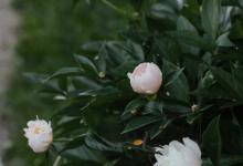 9號調停者如何與人相處