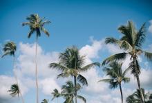 如何識別9號（和平型）