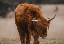 七號(hào)性格壓力狀態(tài)下的表現(xiàn)