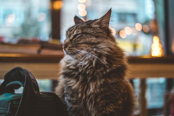 九型九號調停者關系的第二個階段：親近