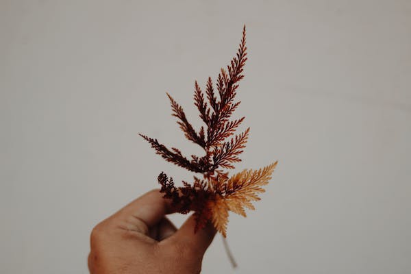 mbti人格s和n的區別