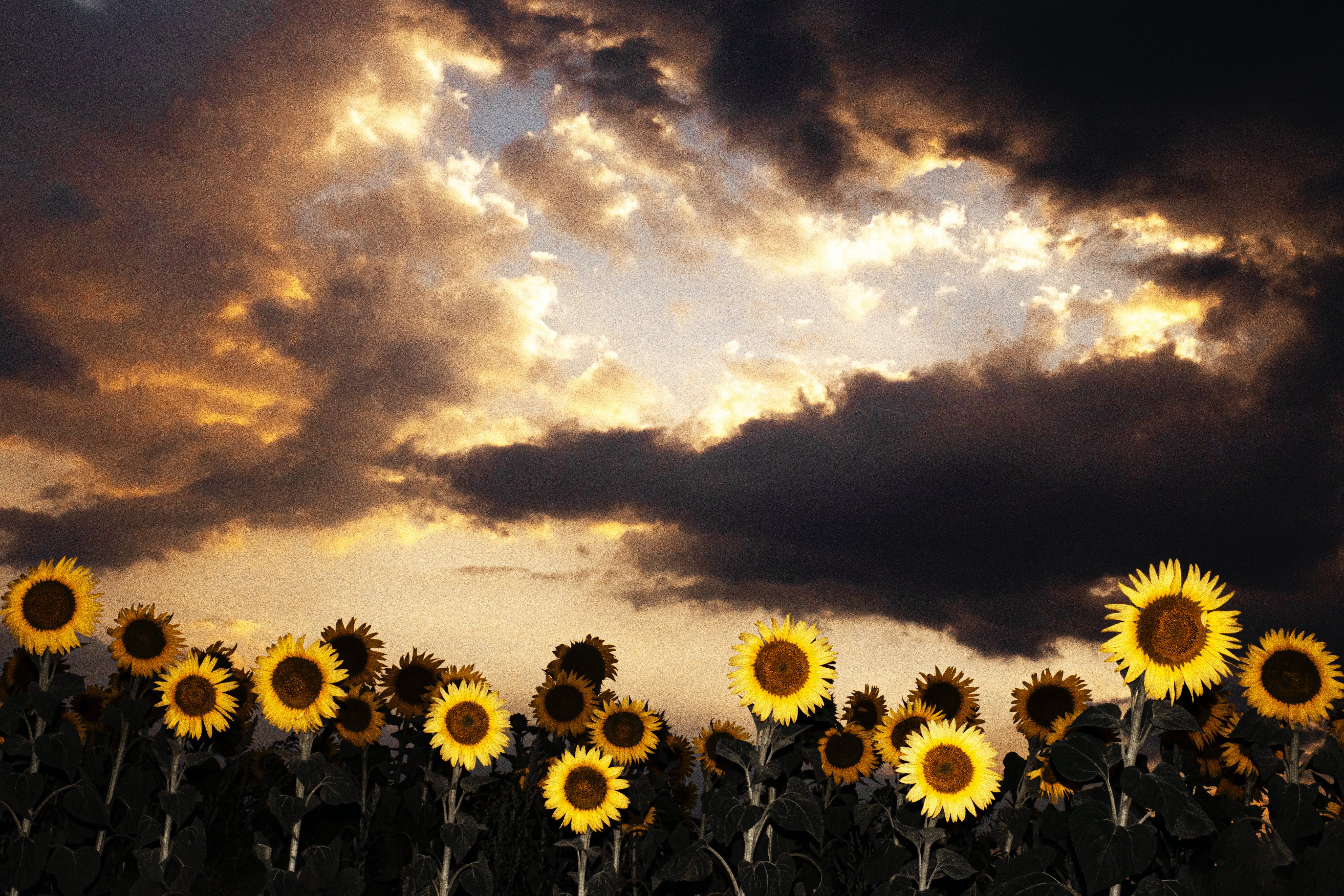 INTJ轉(zhuǎn)型INFJ